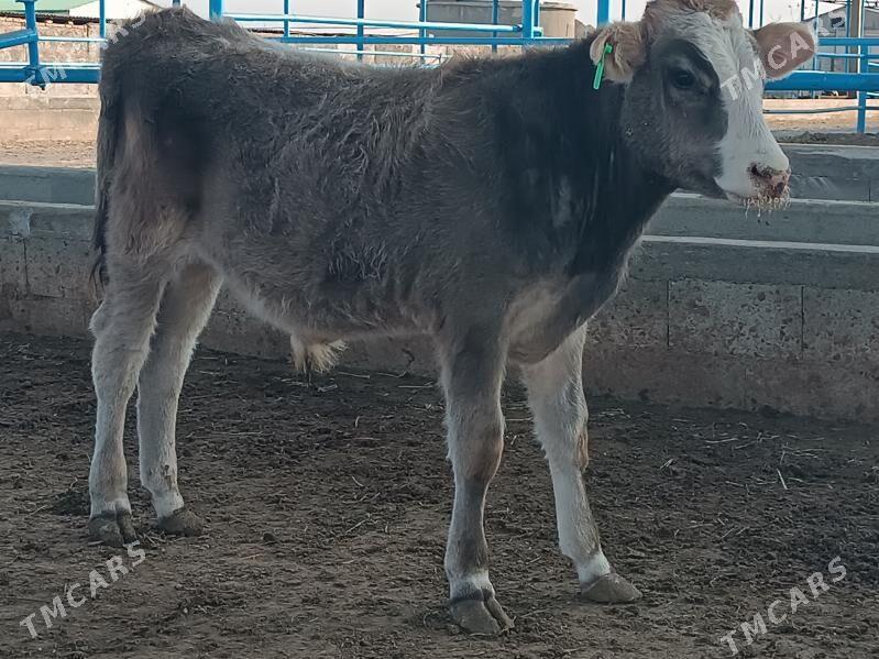 Satlyk öküzce göleler - Ак-Бугдайский этрап - img 4