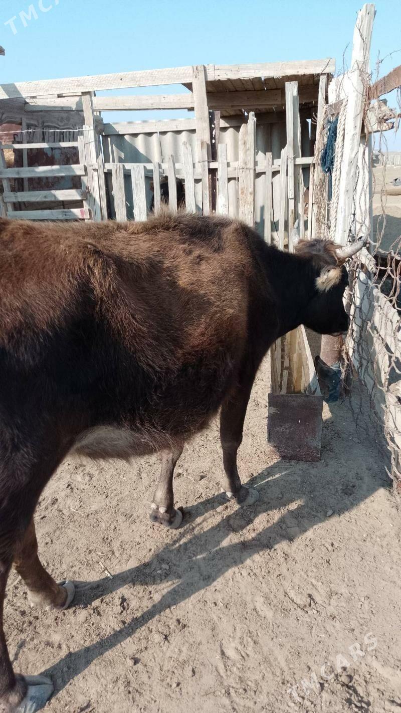 sygyr öküz - Эсенгулы - img 2