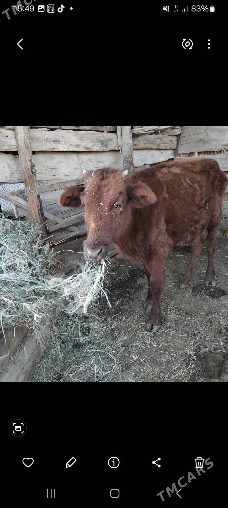 GULAJYN 15AYLYK - Мары - img 4