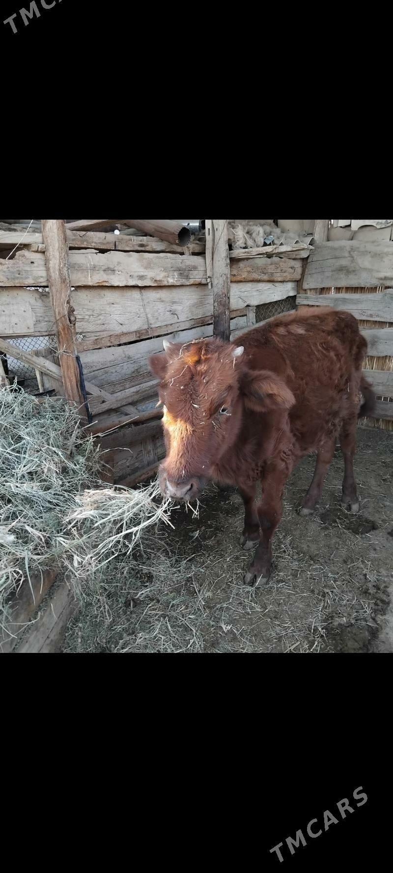 GULAJYN 15AYLYK - Мары - img 5