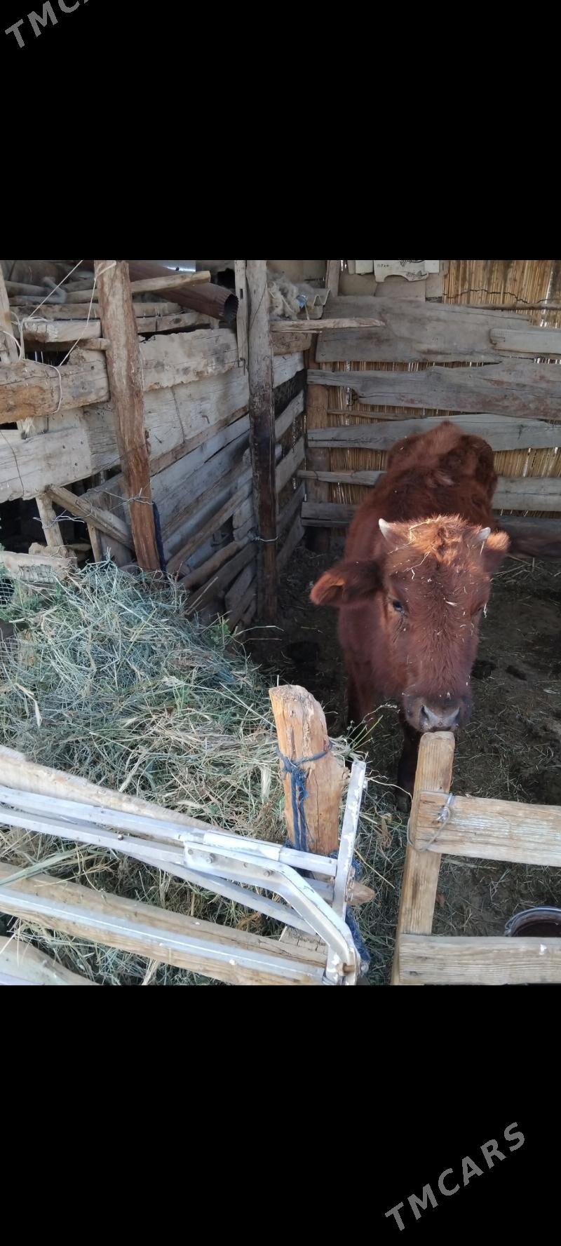 GULAJYN 15AYLYK - Мары - img 3