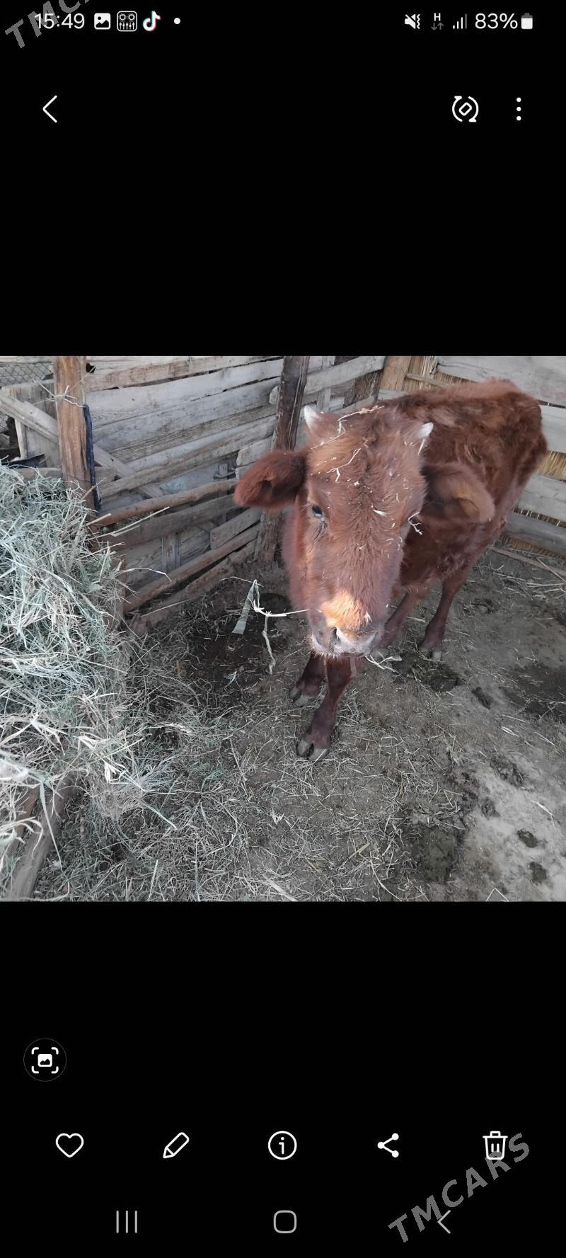 GULAJYN 15AYLYK - Мары - img 6