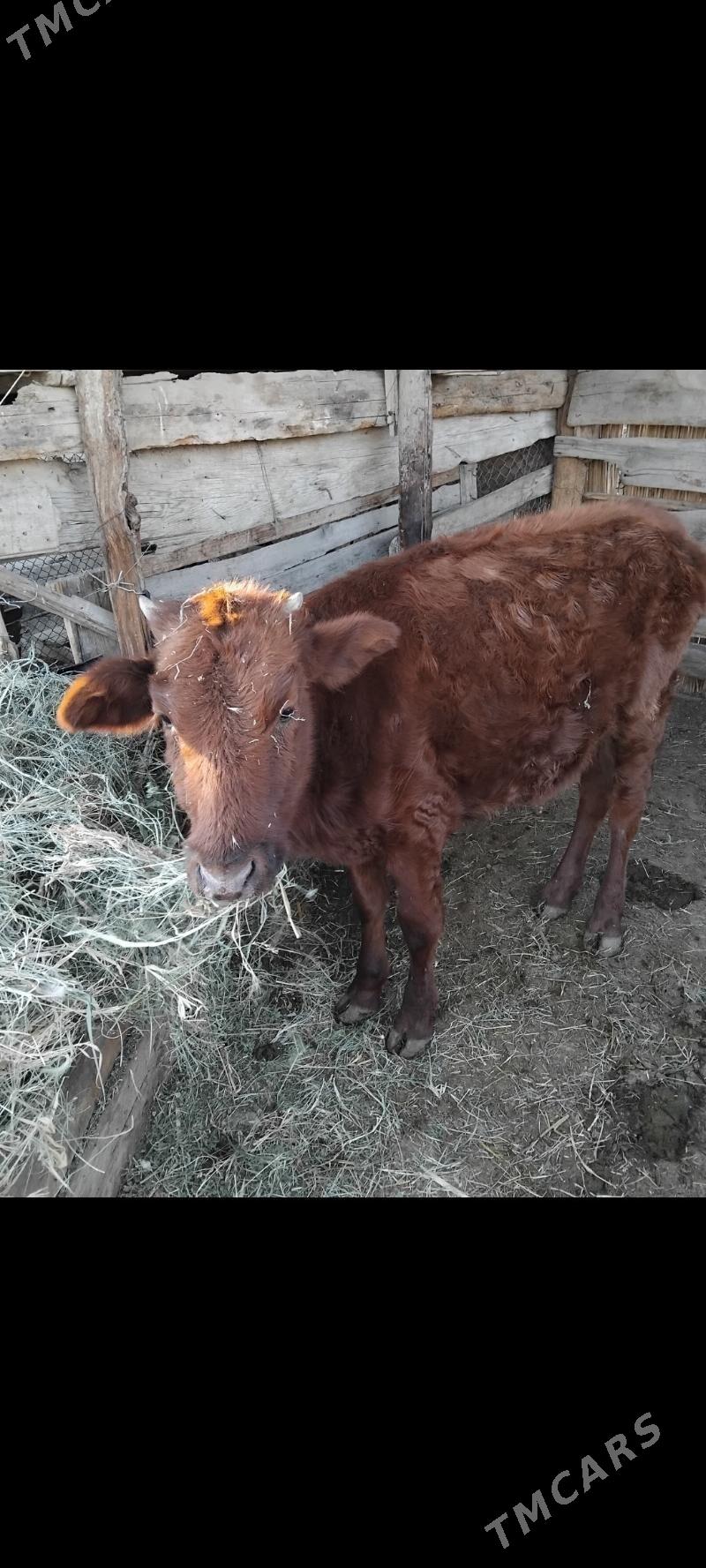 GULAJYN 15AYLYK - Мары - img 9