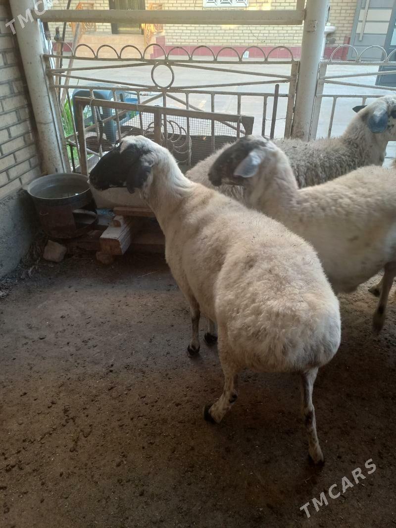 гисар гара гозел тохум - Wekilbazar - img 2