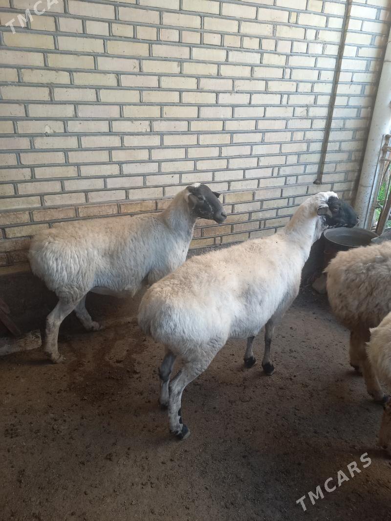 гисар гара гозел тохум - Wekilbazar - img 3