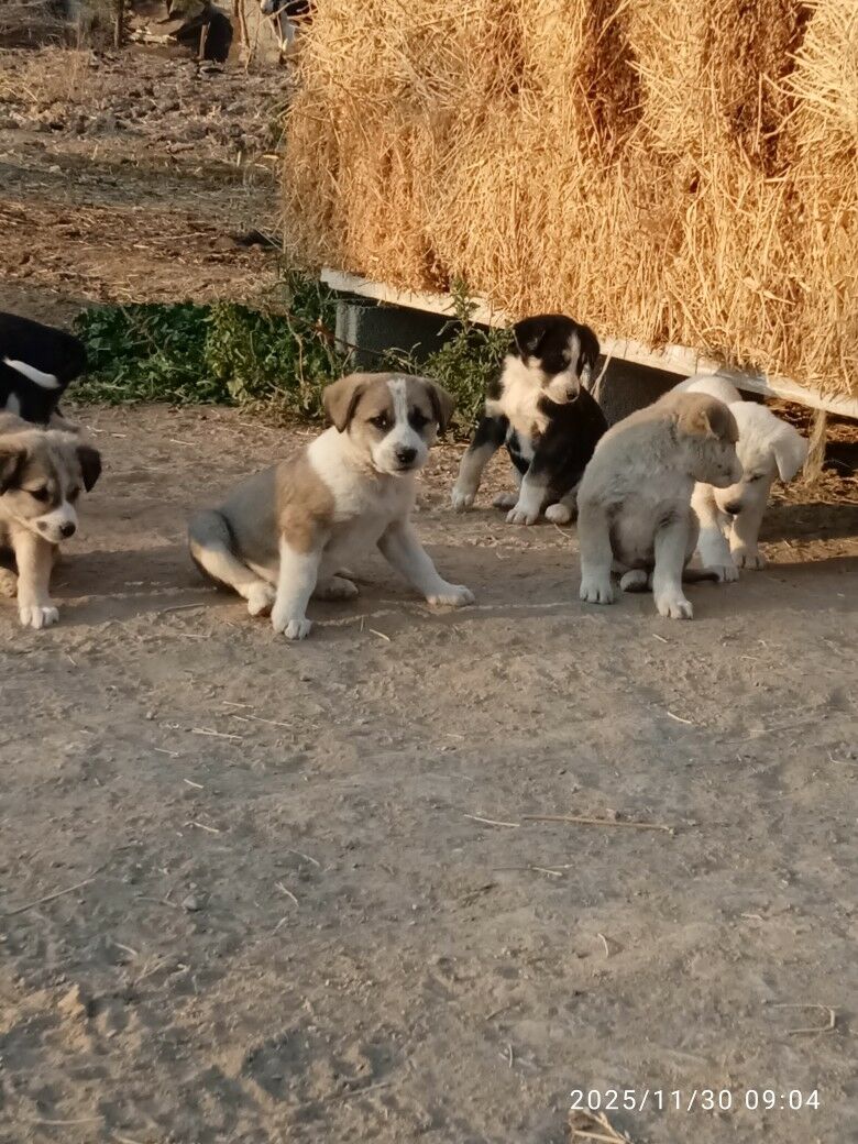 it gujuk - Херрикгала - img 5