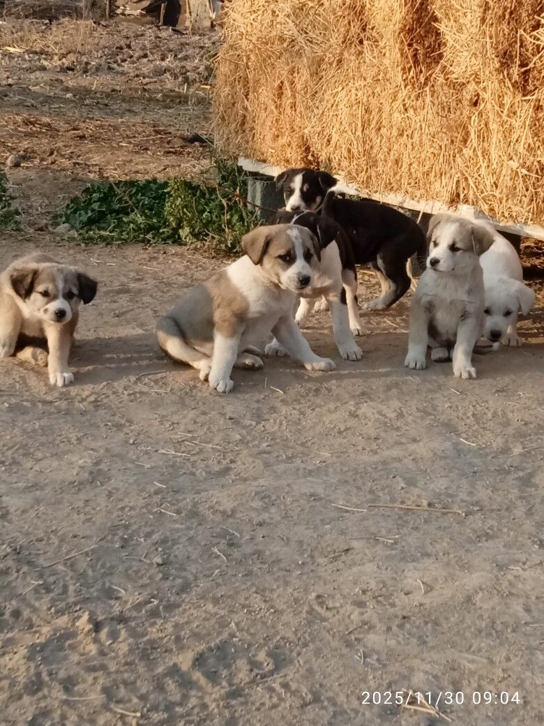 it gujuk - Херрикгала - img 6