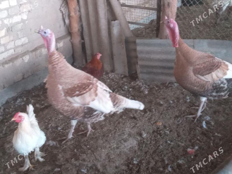 İnduk - Мары - img 2