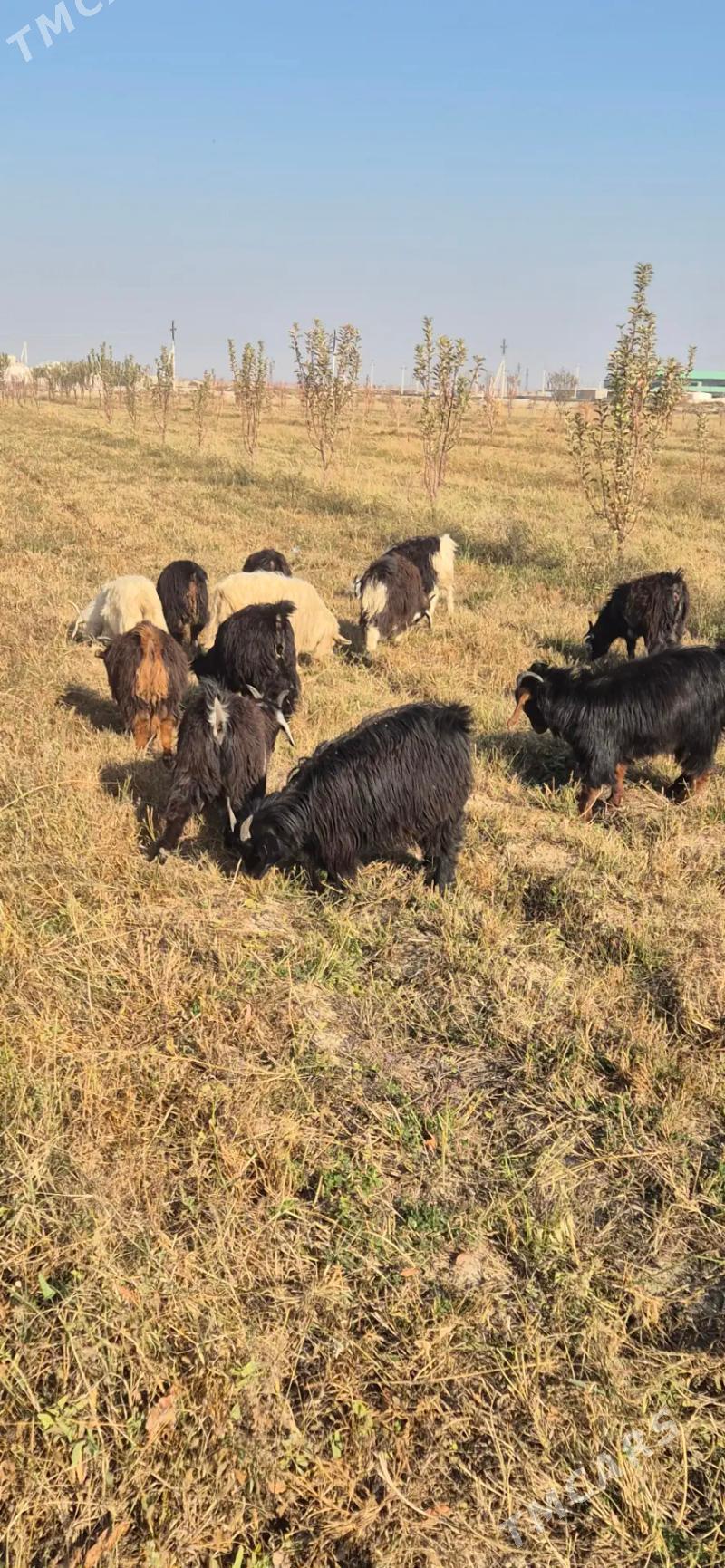 cebisler - Бахарден - img 3