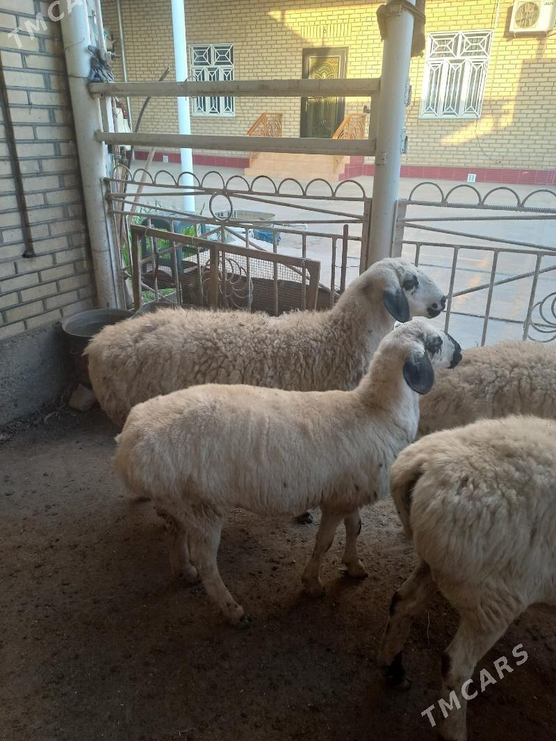 гисар гара гозел тохум - Wekilbazar - img 4