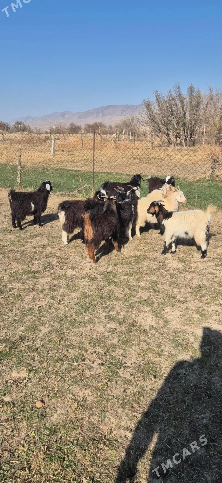 cebisler - Бахарден - img 2