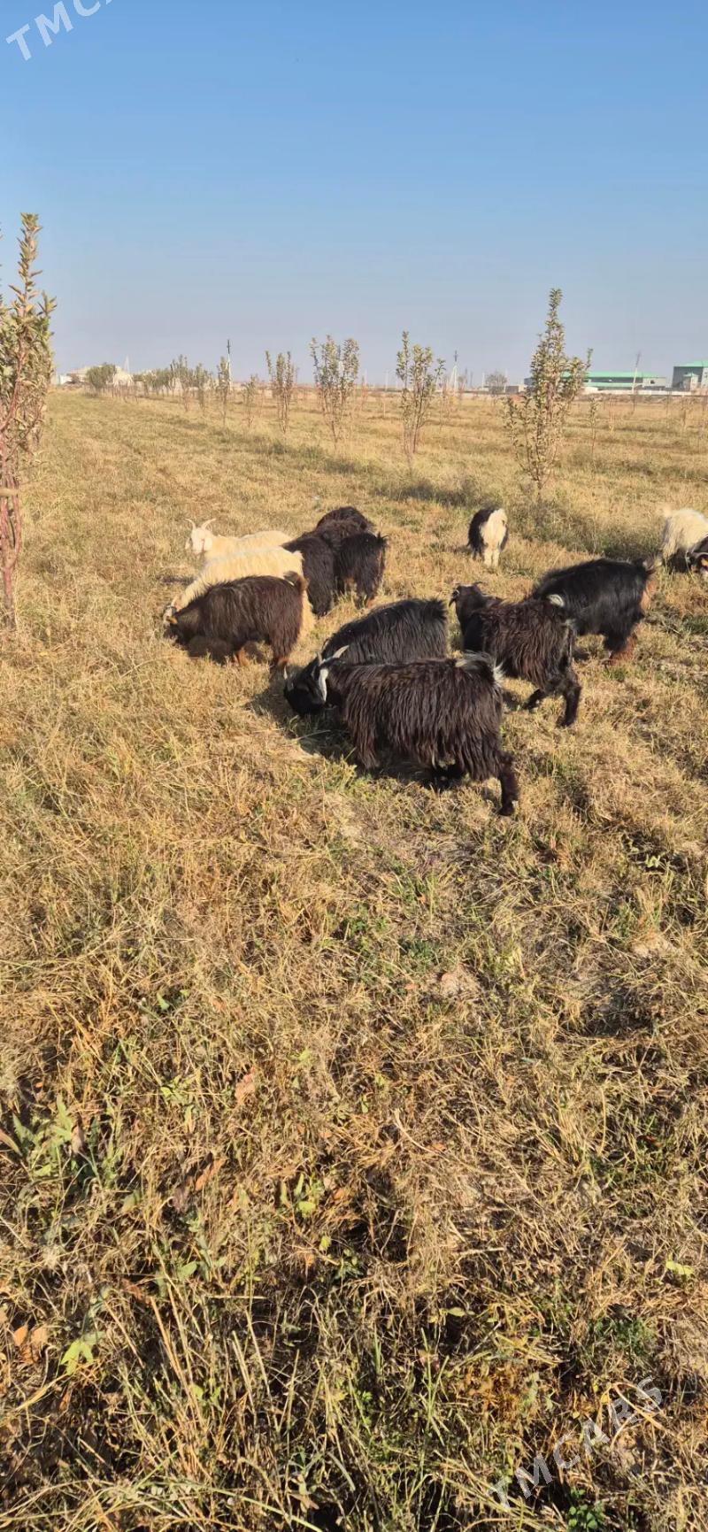 cebisler - Бахарден - img 4