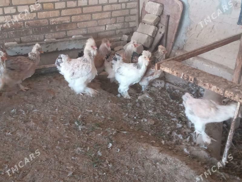 Troýka towuk - Mary - img 2