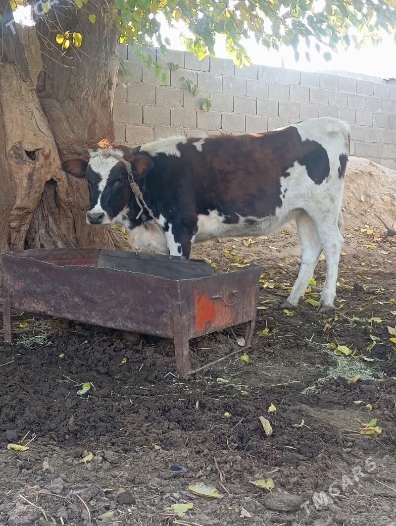 Tüwe 1.5 ýaşly - Бахарден - img 2