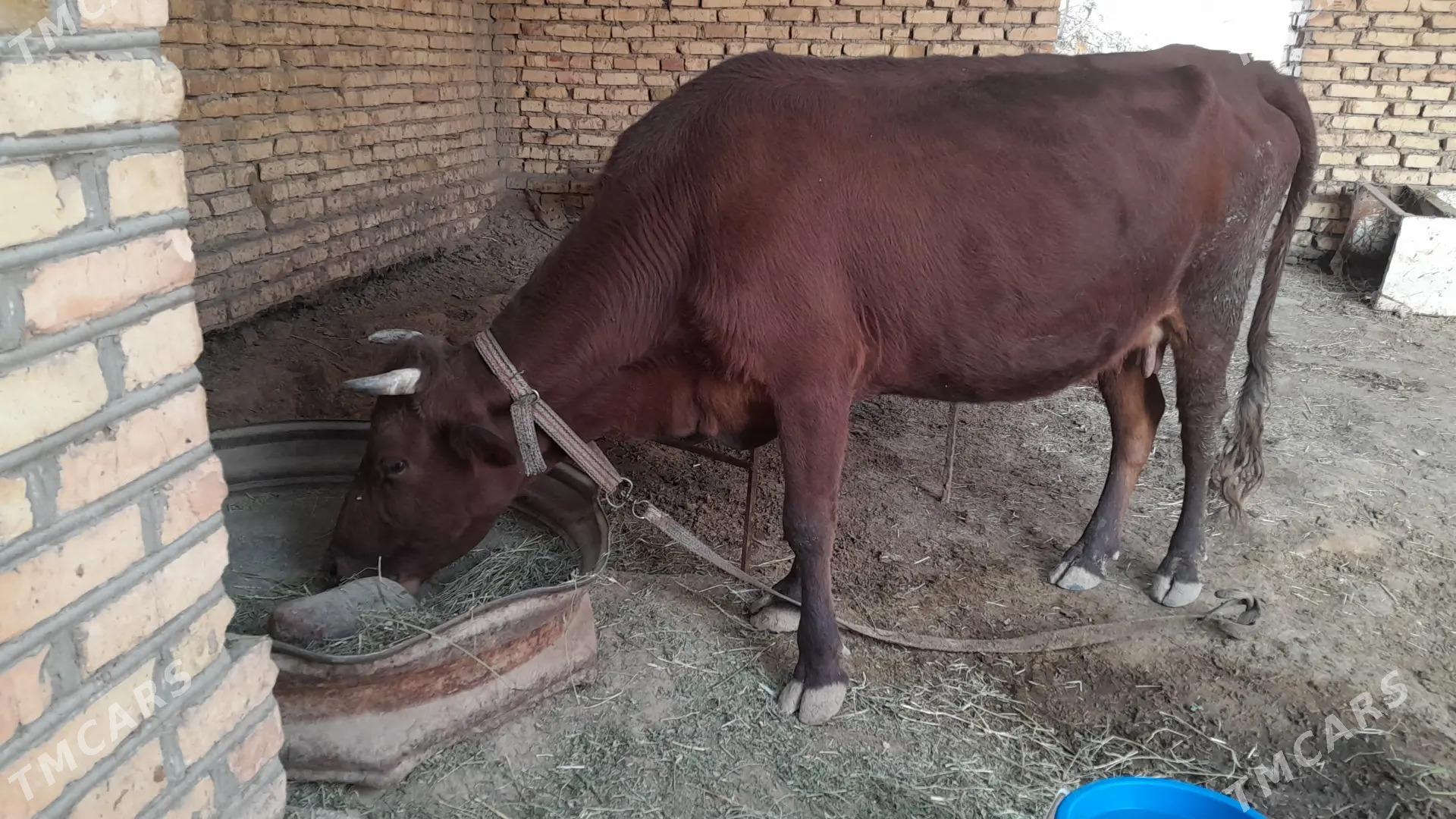 Goleli sygyr - Мары - img 2