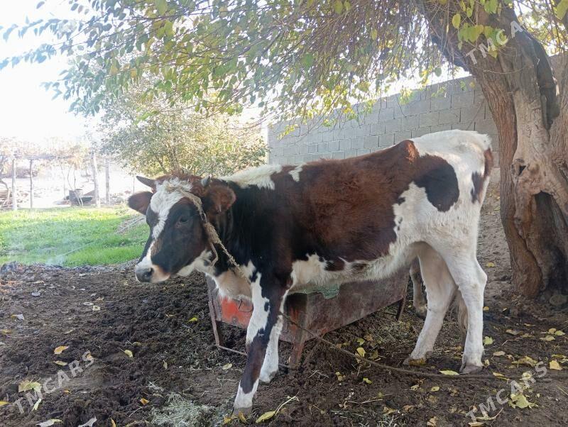 Tüwe 1.5 ýaşly - Бахарден - img 3