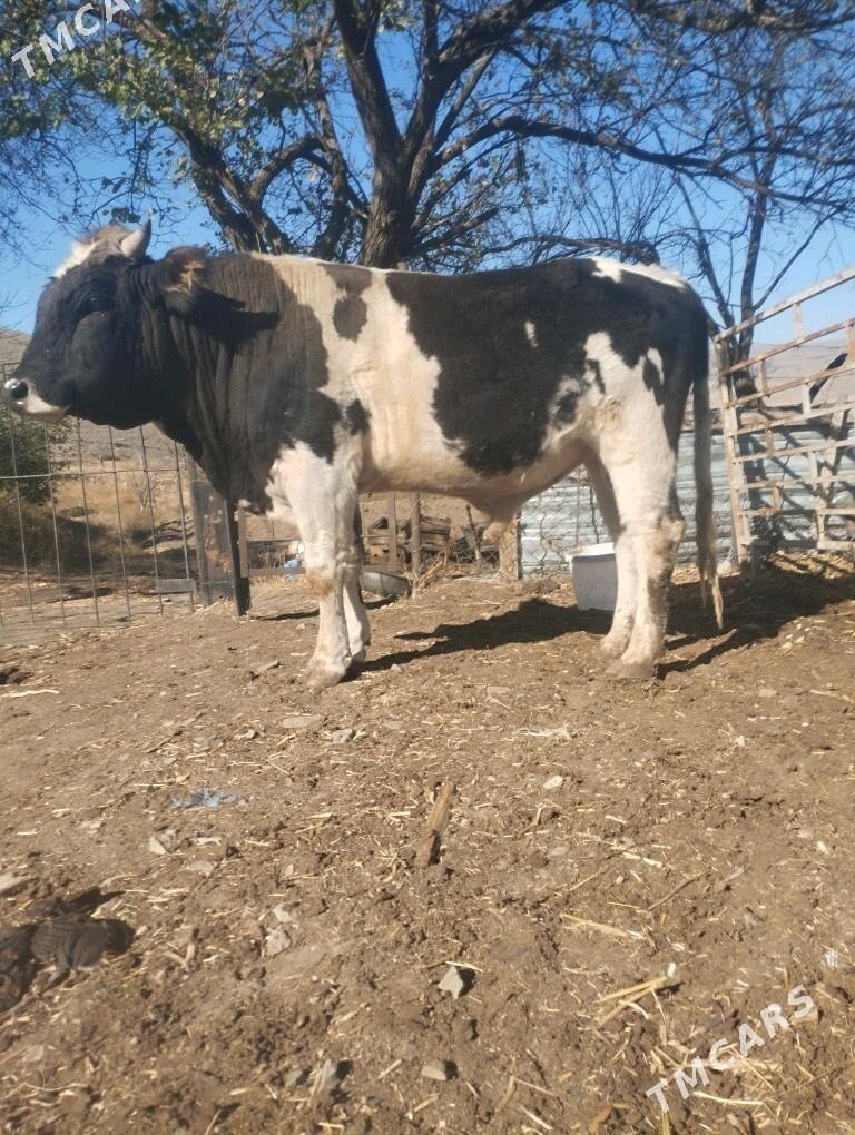 okuz - Бахарден - img 2