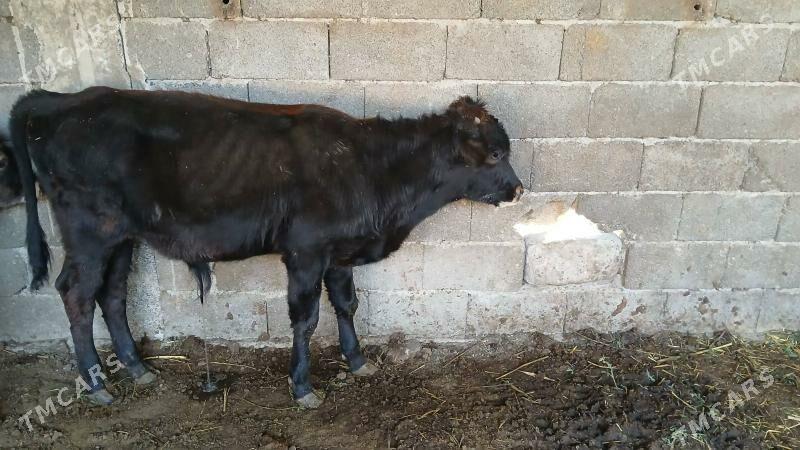 okuz - Aşgabat - img 3