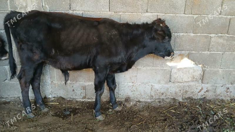 okuz - Aşgabat - img 2