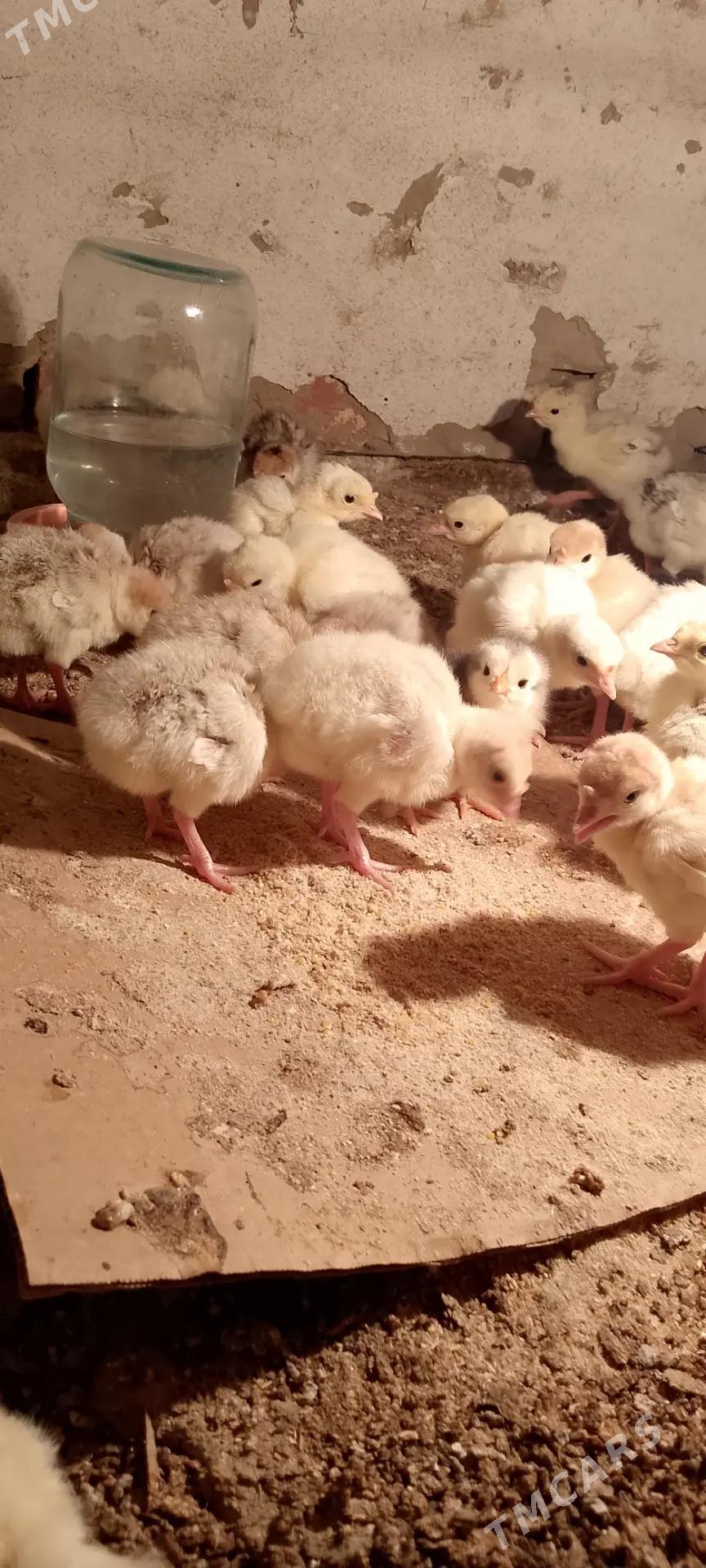 İnduk juyje - Сакарчага - img 2