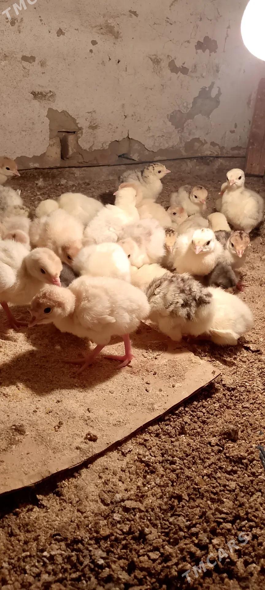 İnduk juyje - Сакарчага - img 3