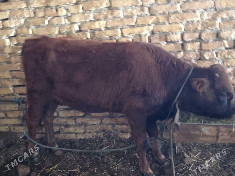 OKUZLER - Туркменабат - img 8