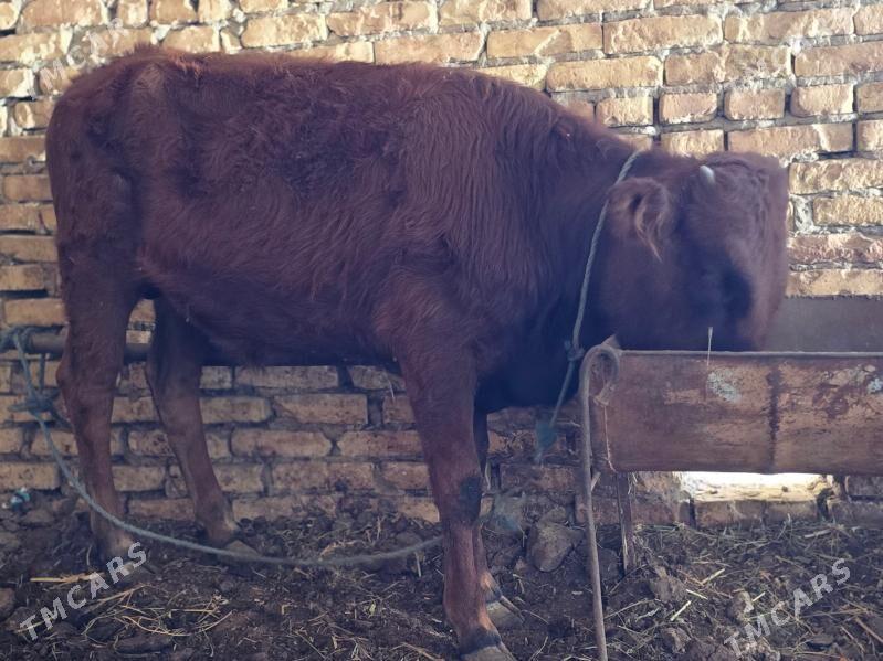 OKUZLER - Туркменабат - img 7