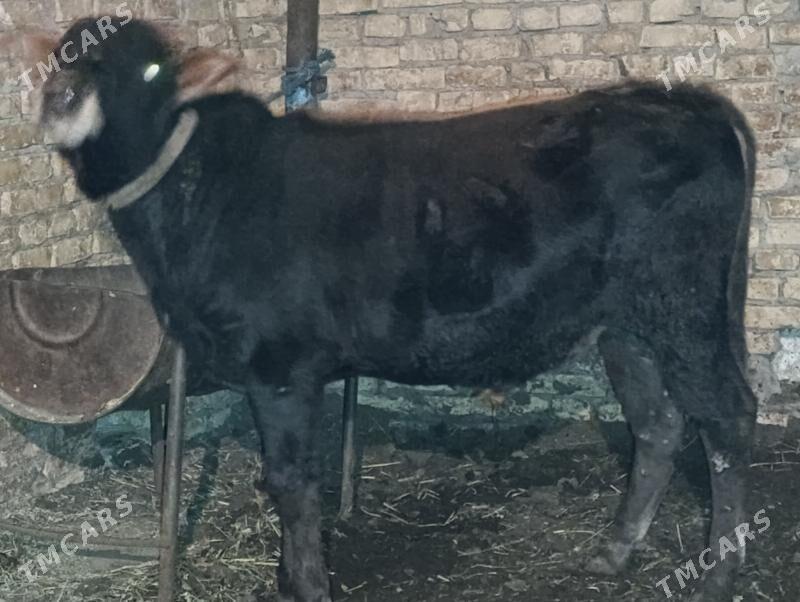 OKUZLER - Туркменабат - img 5