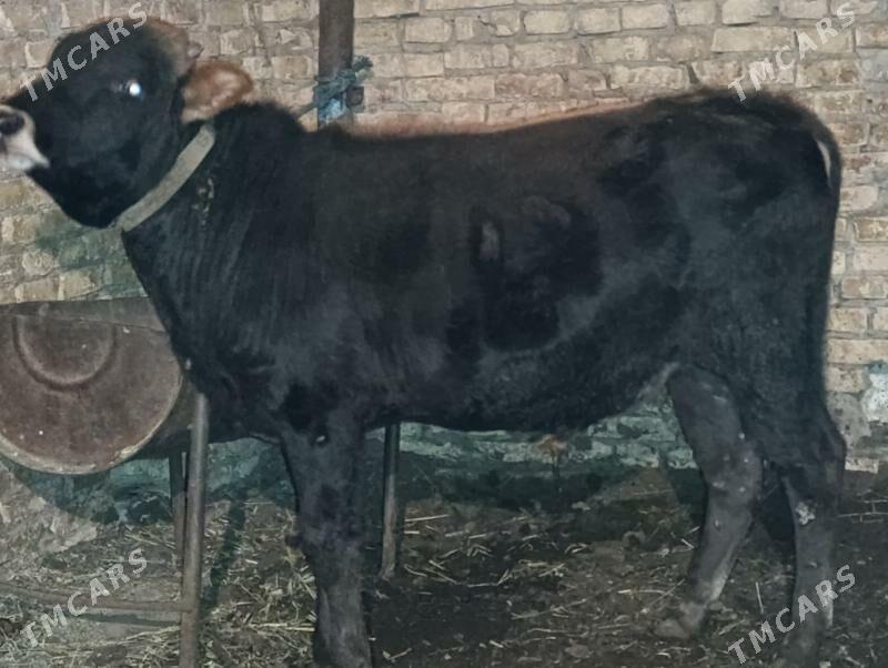 OKUZLER - Туркменабат - img 6