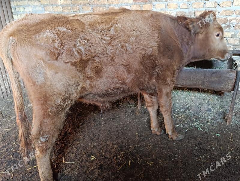 OKUZLER - Туркменабат - img 3