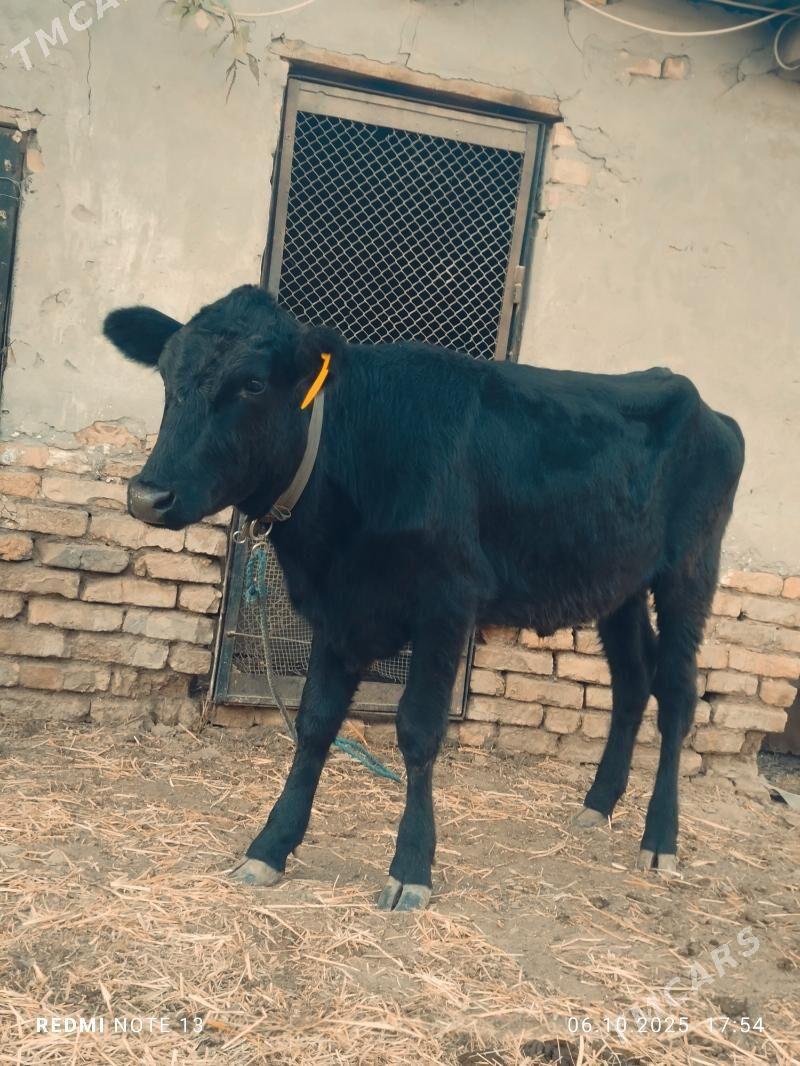 Чорни пйостра унажин - Туркменабат - img 2