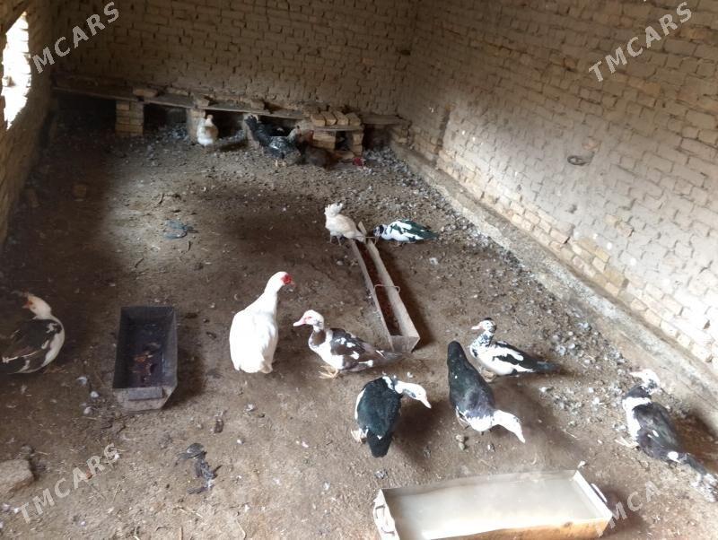 muskus ördek - Чарджоу - img 2