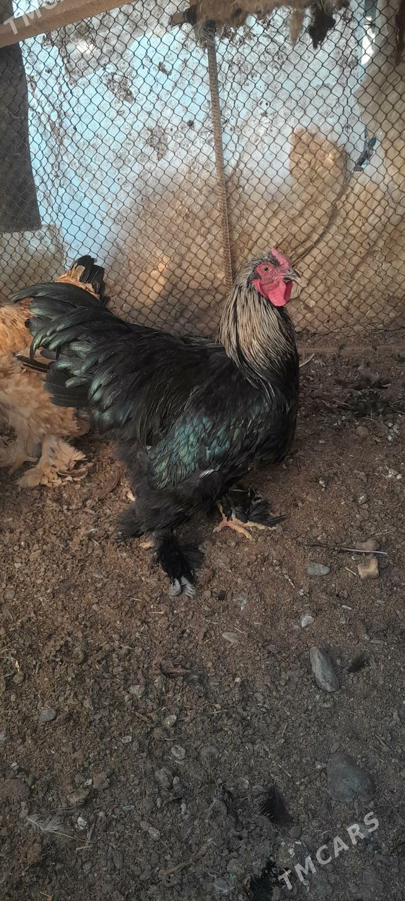 brama - Gökdepe - img 4