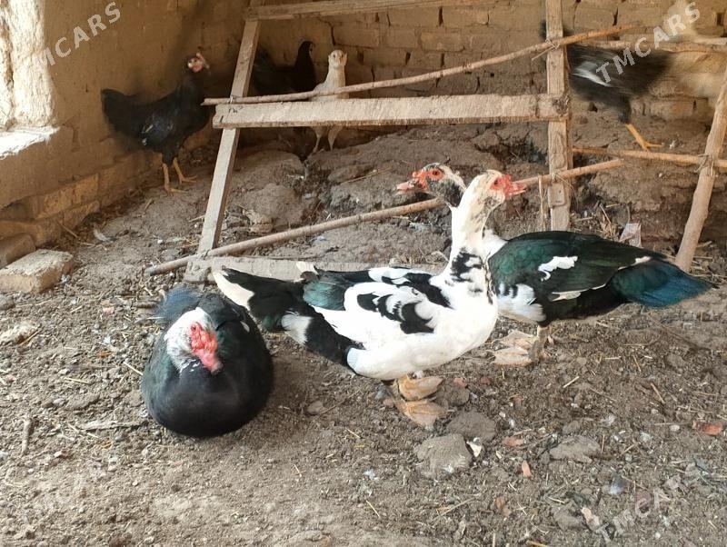 muskus ördek - Чарджоу - img 1