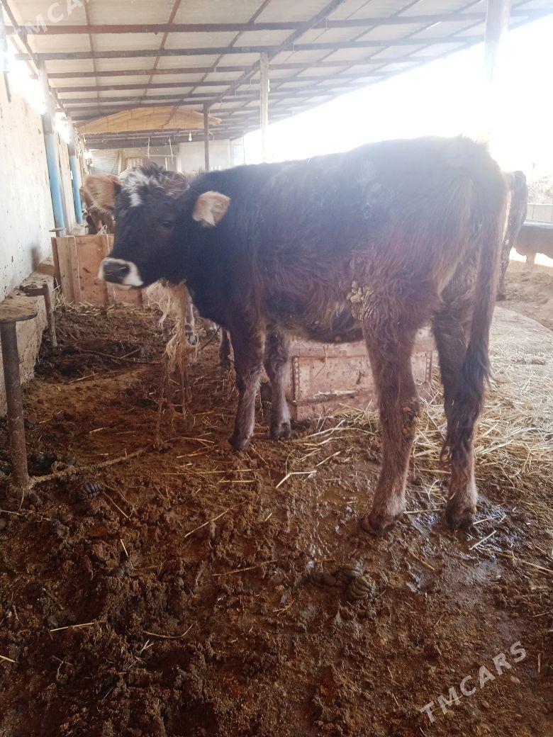 gole tuwe - Ак-Бугдайский этрап - img 5