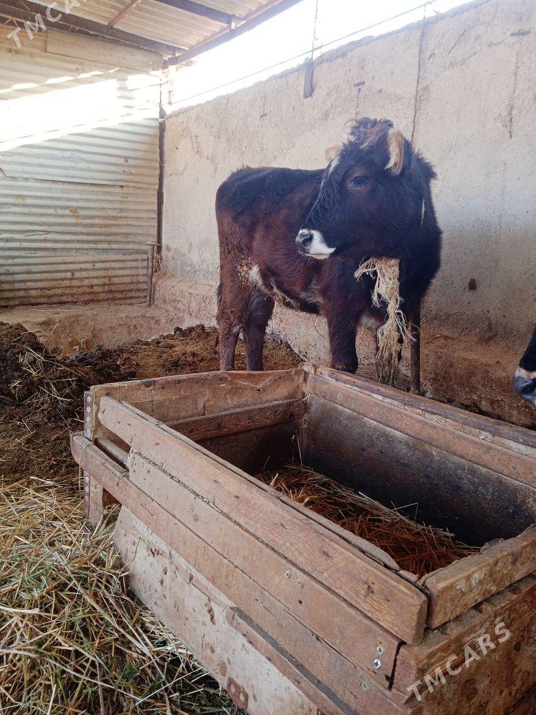 gole tuwe - Ак-Бугдайский этрап - img 3