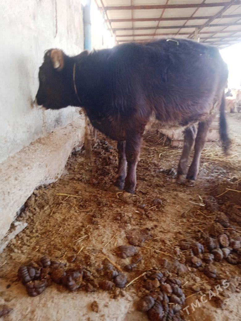 gole tuwe - Ак-Бугдайский этрап - img 2