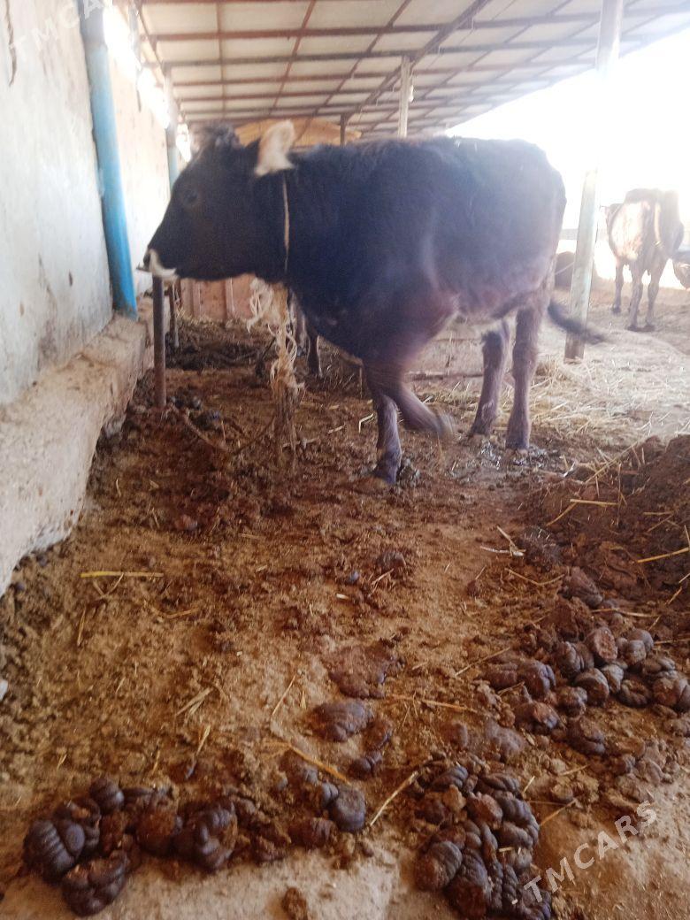 gole tuwe - Ак-Бугдайский этрап - img 4