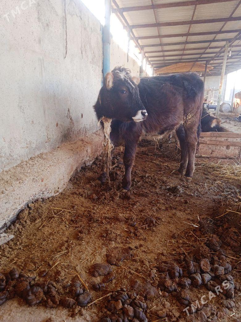 gole tuwe - Ак-Бугдайский этрап - img 6