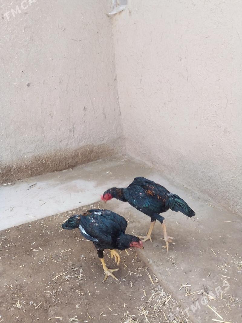 жужа хоразлар - Дашогуз - img 6