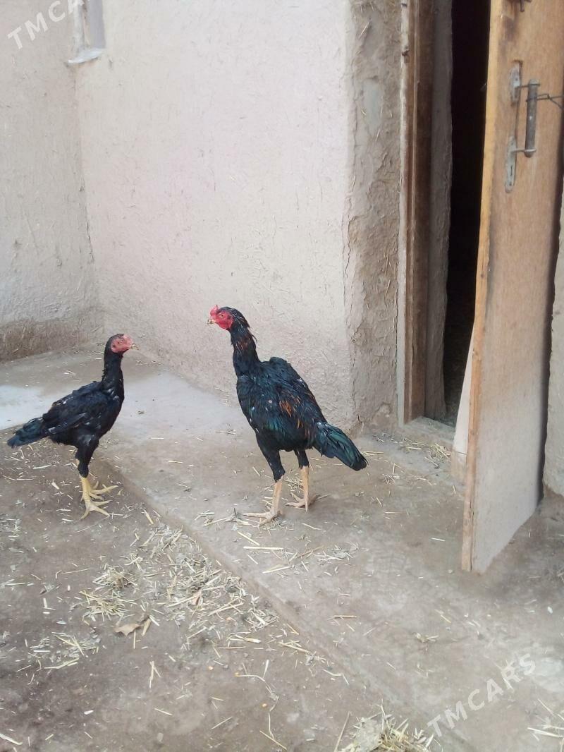 жужа хоразлар - Дашогуз - img 5