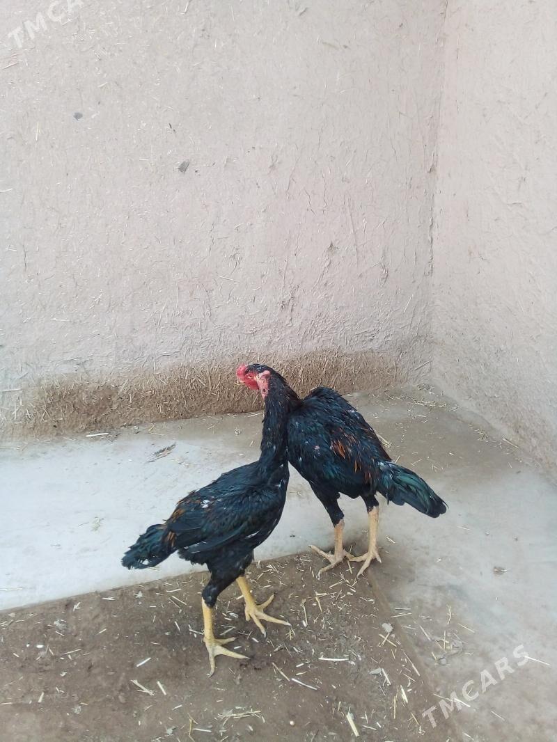 жужа хоразлар - Дашогуз - img 3