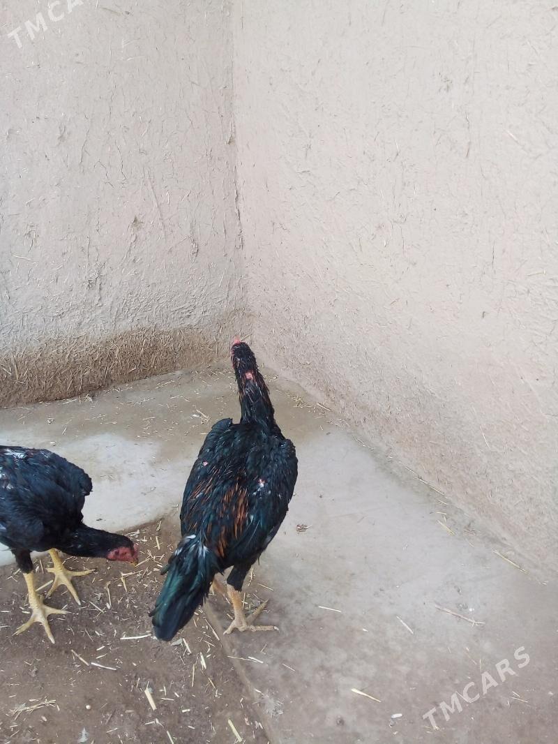 жужа хоразлар - Дашогуз - img 2