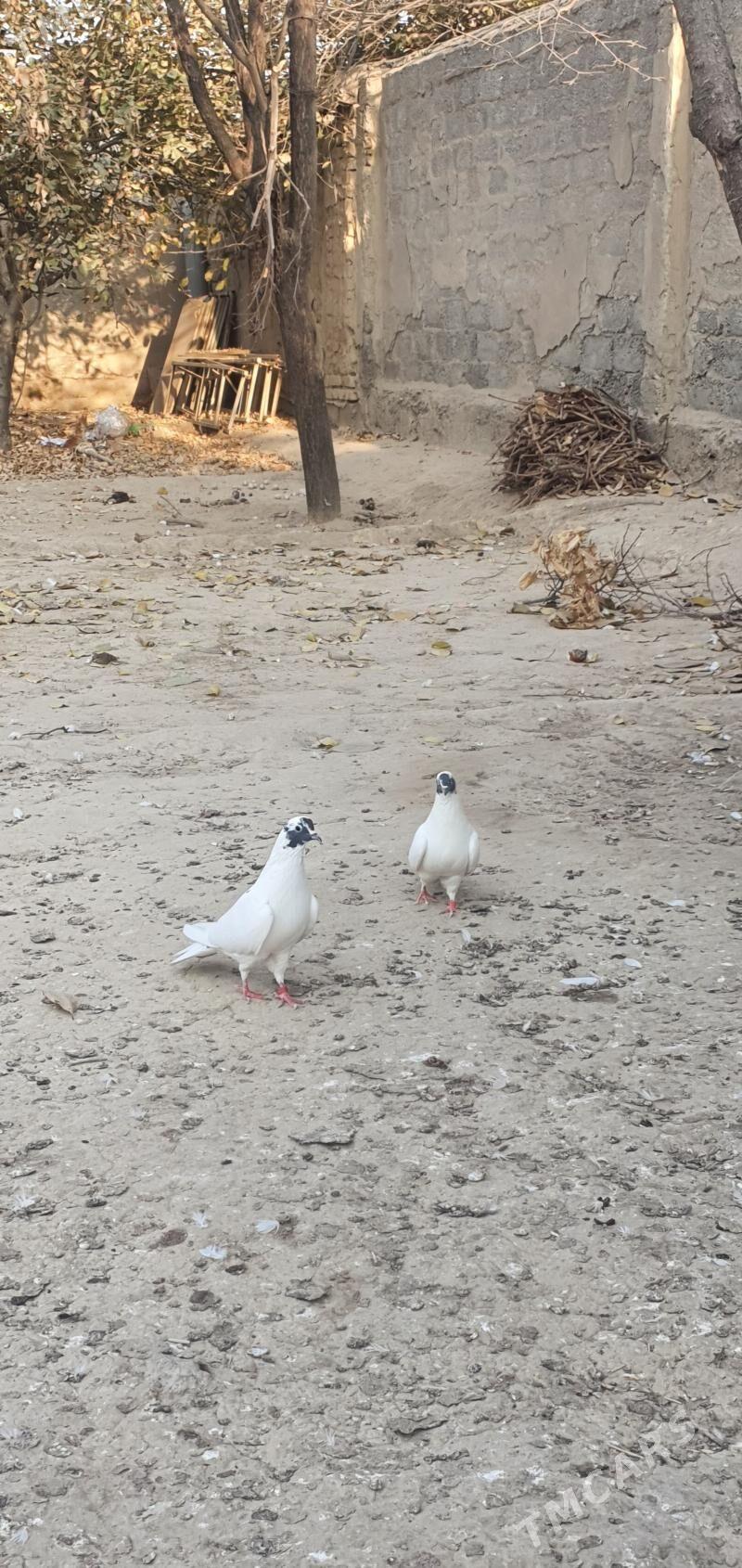 Kepteri - Ашхабад - img 2