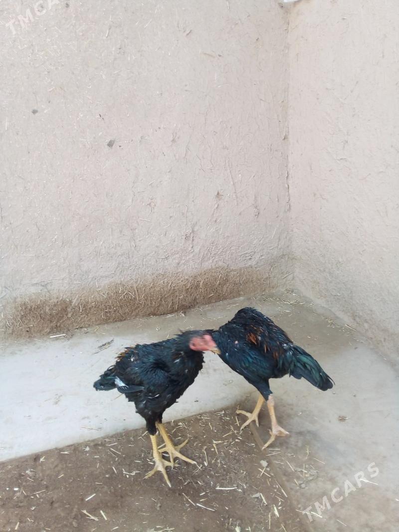 жужа хоразлар - Дашогуз - img 4