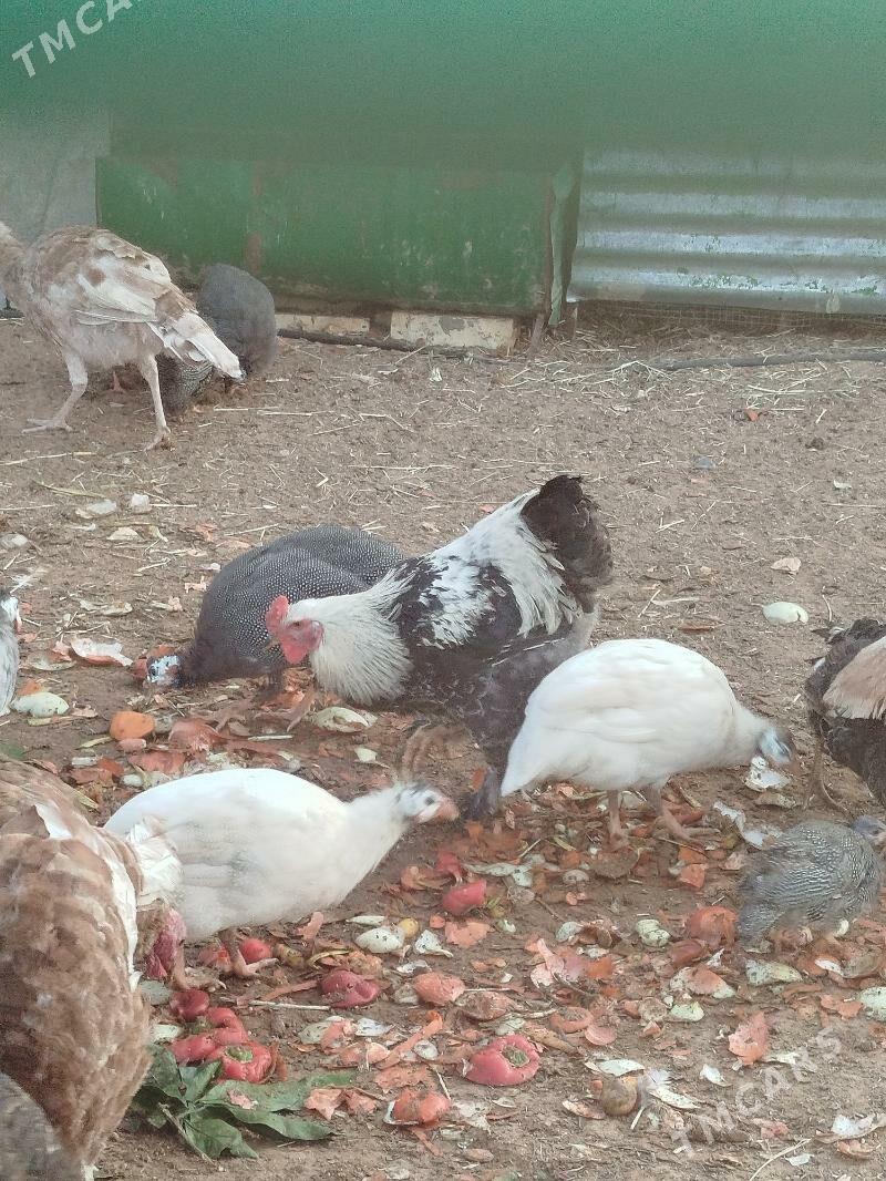 sisarka - Änew - img 2