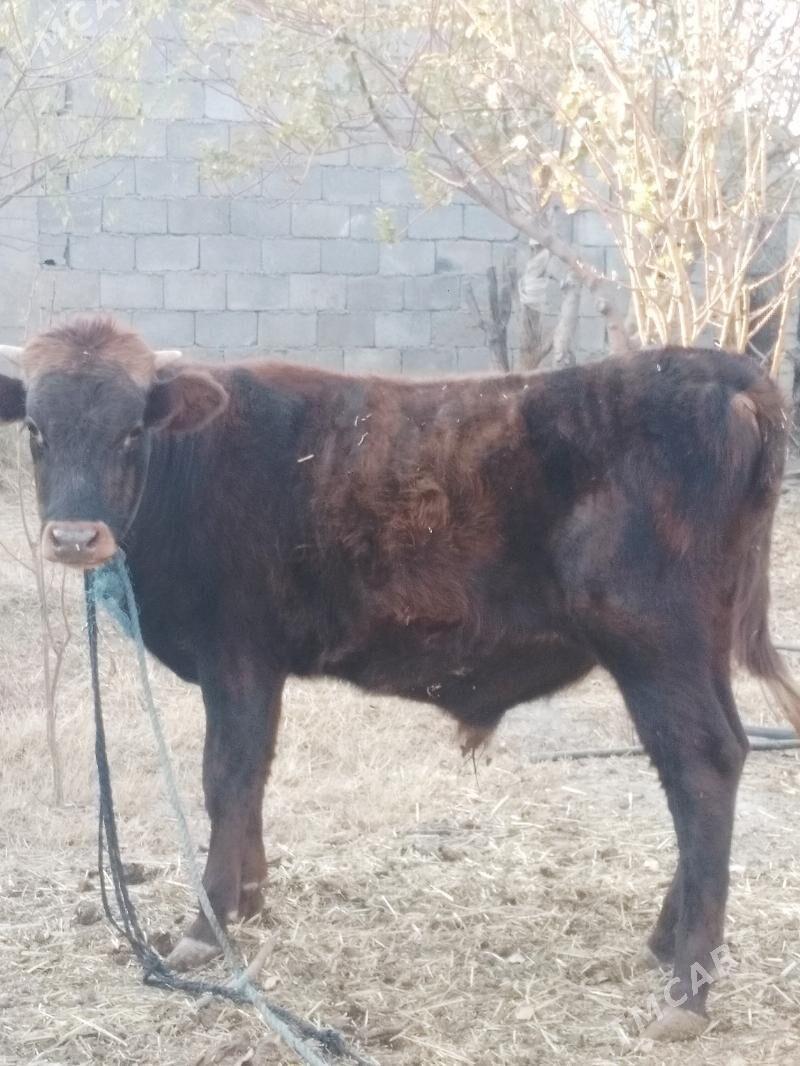 Öküz.Tuwe.. - Анев - img 2