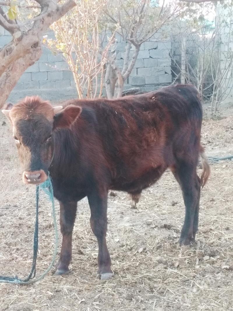 Öküz.Tuwe.. - Анев - img 1