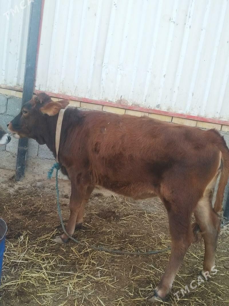 Öküz.Tuwe.. - Анев - img 3