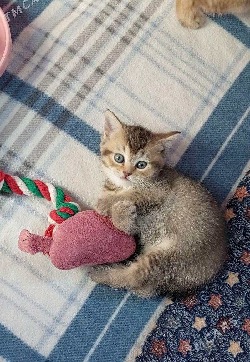 Шотландские котята - Ашхабад - img 2